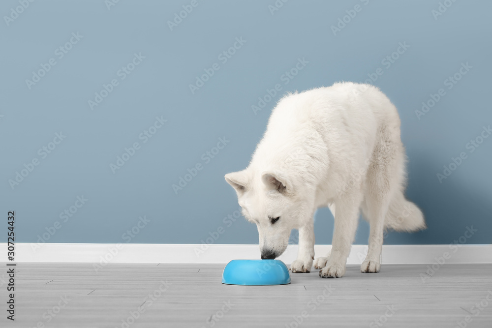 可爱有趣的狗在彩色墙附近的碗里吃食物