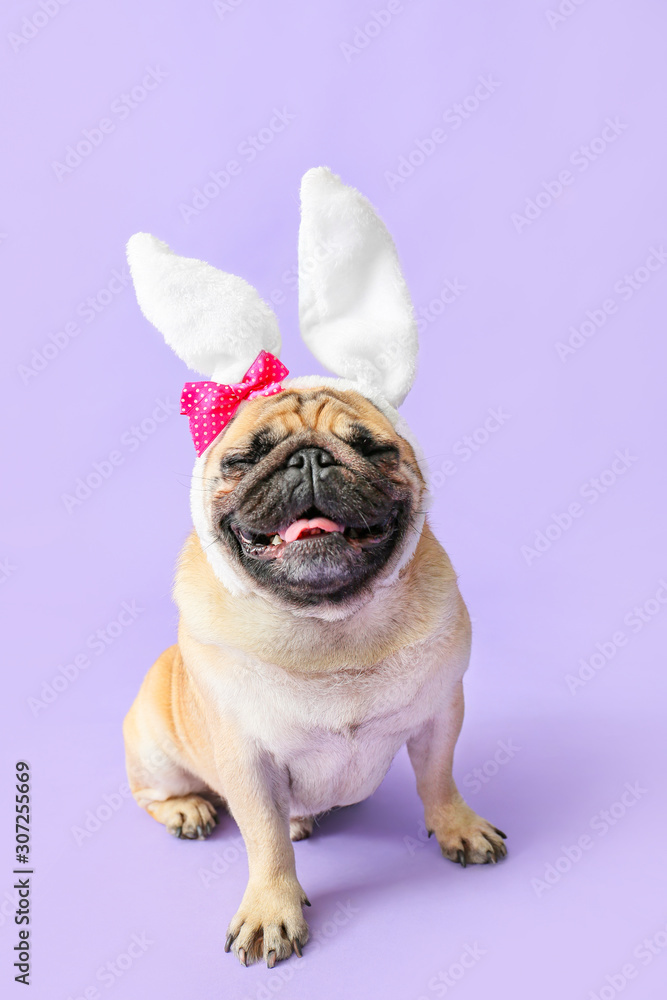 可爱的哈巴狗，彩色背景上有兔子耳朵