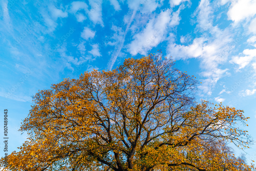 View of a yellow autumn tree top agains blue sky. Colorful tree crown on blue sky. Fall and autumn c