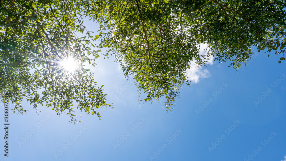 在晴朗的蓝天和明亮的自然背景下，树枝勾勒出美丽的绿叶