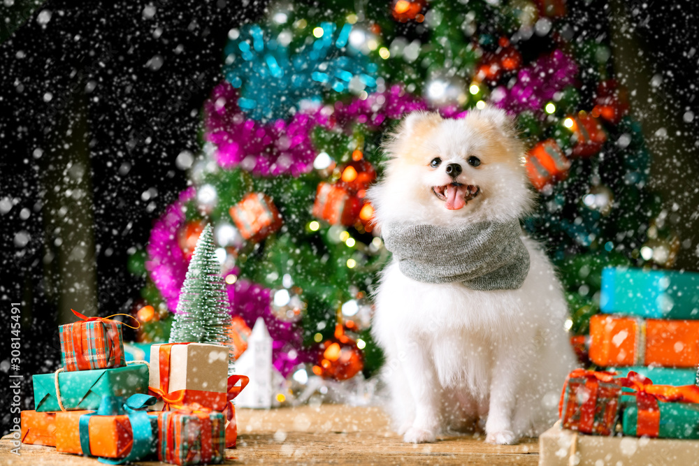 可爱的白色小狗坐在礼物礼盒和圣诞树附近放松