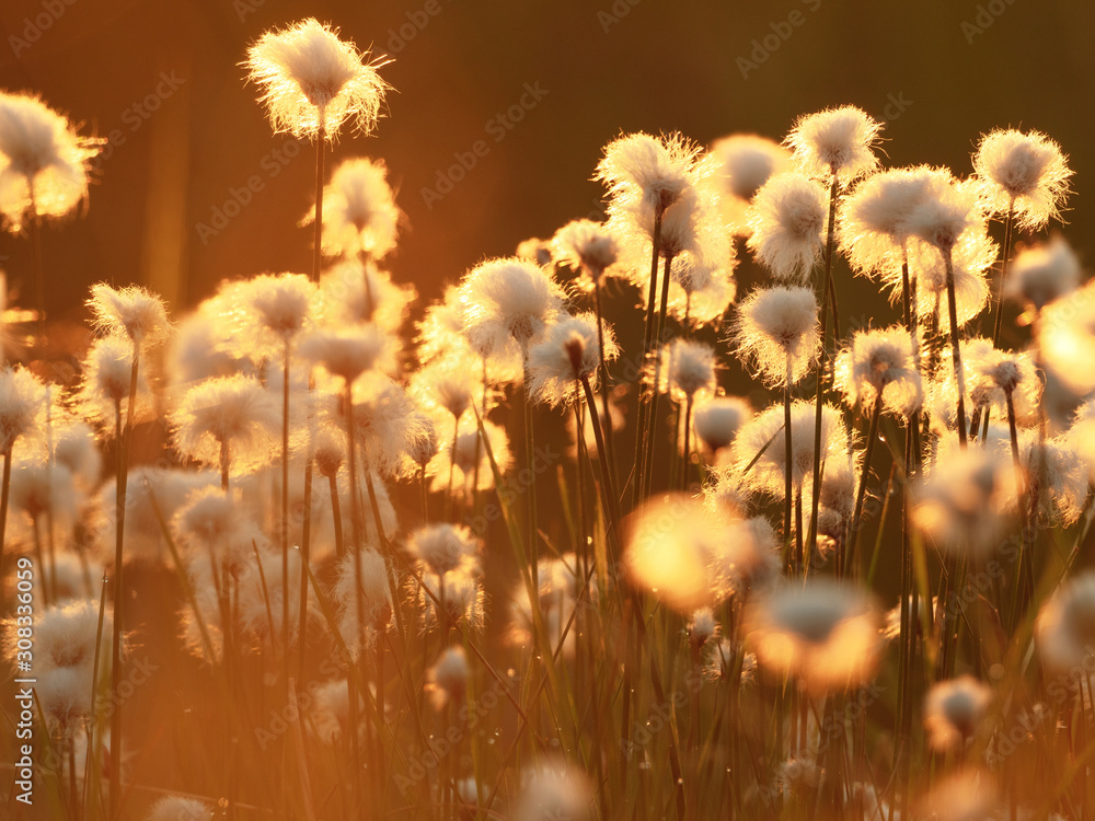 Cotton grass in the rays of the rising sun. Nature background