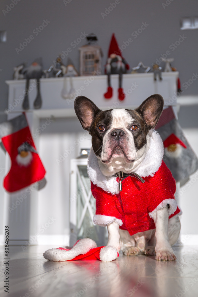 French bulldog in santa costume is sittng on the floor at the fireplace with christmas decorations