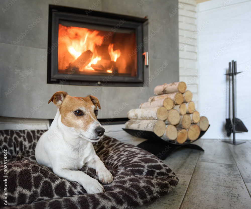 杰克罗素梗睡在燃烧的壁炉附近的白色地毯上。休息的狗。Hygge概念