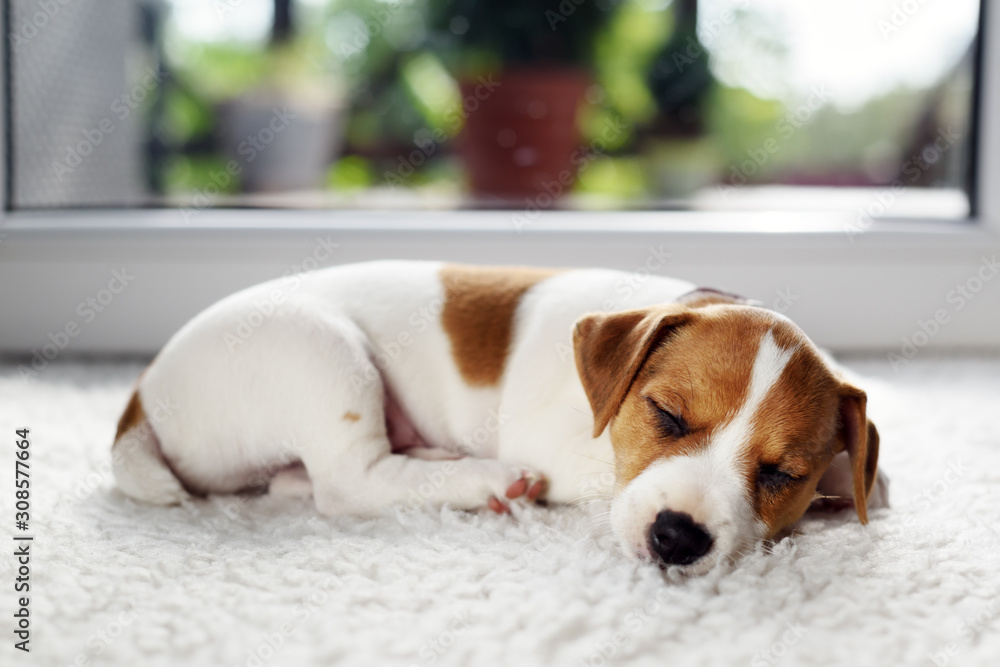 杰克罗素梗小狗睡在地板上的白色心皮上。活泼的小狗。动物宠物概念