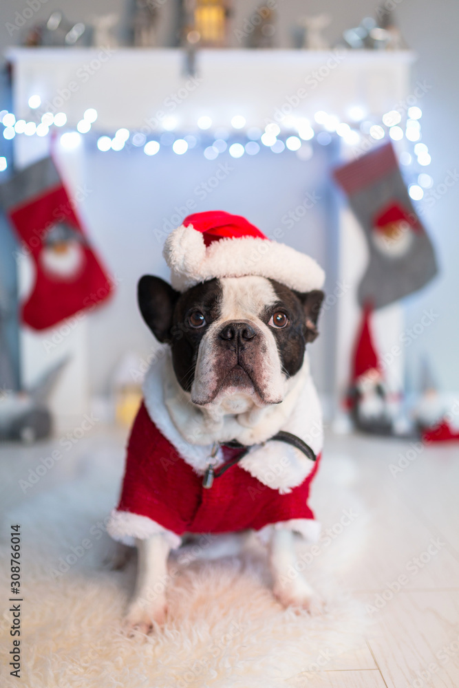 穿着圣诞老人服装的法国斗牛犬坐在壁炉旁的地板上，上面挂着圣诞装饰品