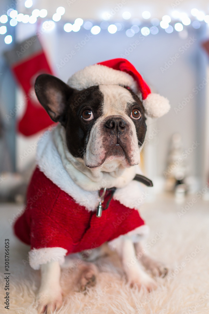 French bulldog in santa costume is sitting on the floor at the fireplace with christmas decorations