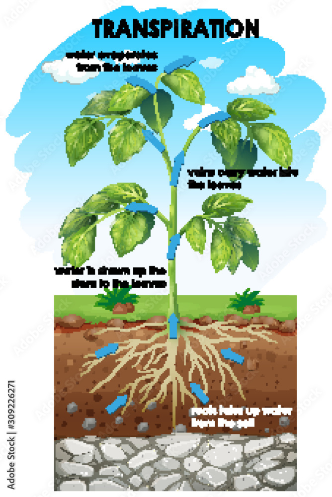 Diagram showing transpiration of plant