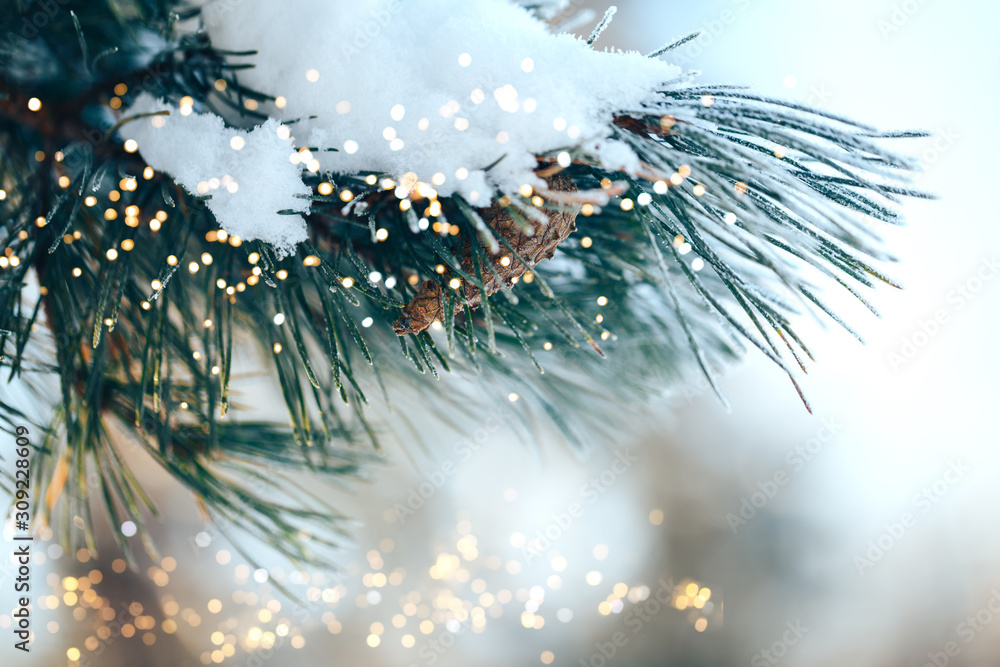 户外圣诞树杉树配小灯笼，新年快乐。