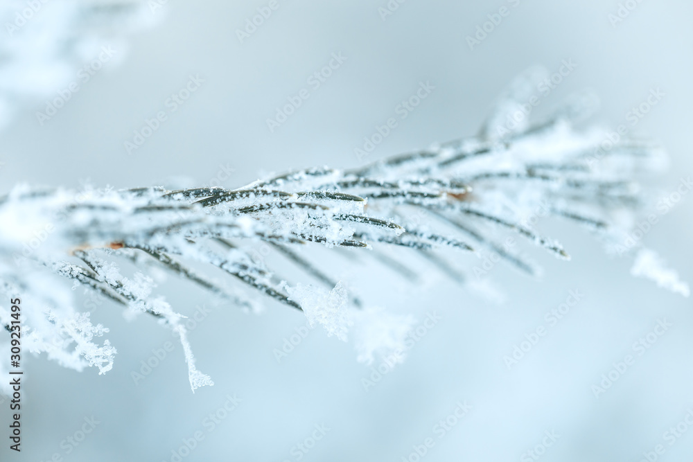白霜覆盖的松枝。阳光明媚的冬日里的云杉。白雪。