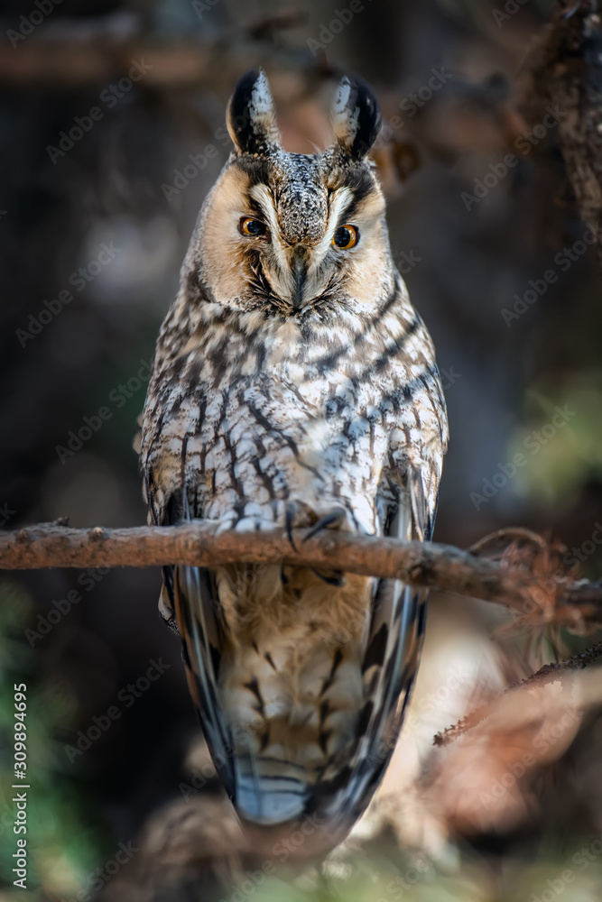 Long-eared Owl sit in a branch and looking on the the camera