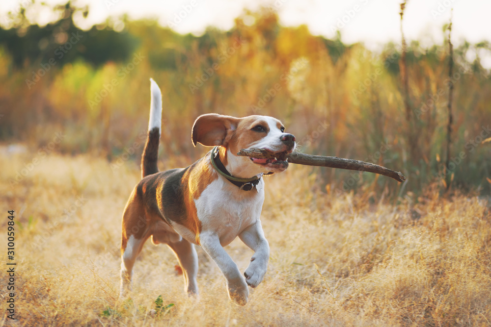 Happy beagle dog with stick in mouth running against beautiful nature background. Sunset scene color