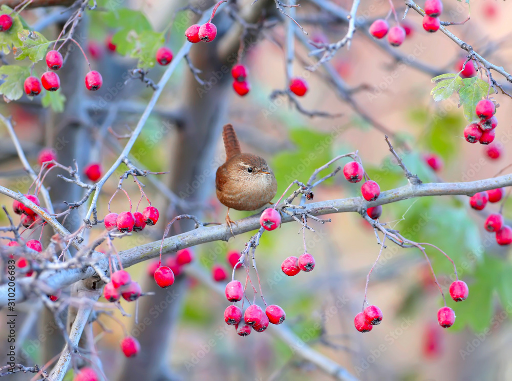 欧亚花燕坐在山楂树枝上，树枝上结着鲜红色的浆果