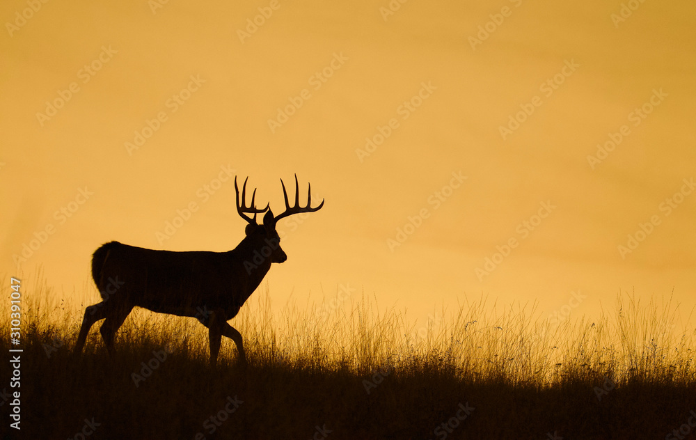 日落时分，白尾鹿沿着山脊行走的剪影