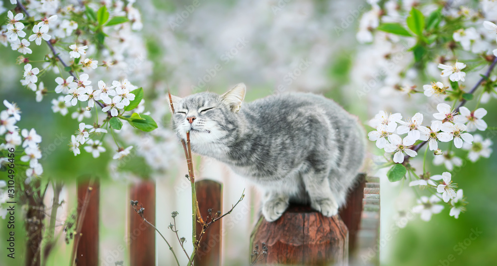 可爱的条纹小猫坐在五月阳光明媚的花园里，樱花盛开