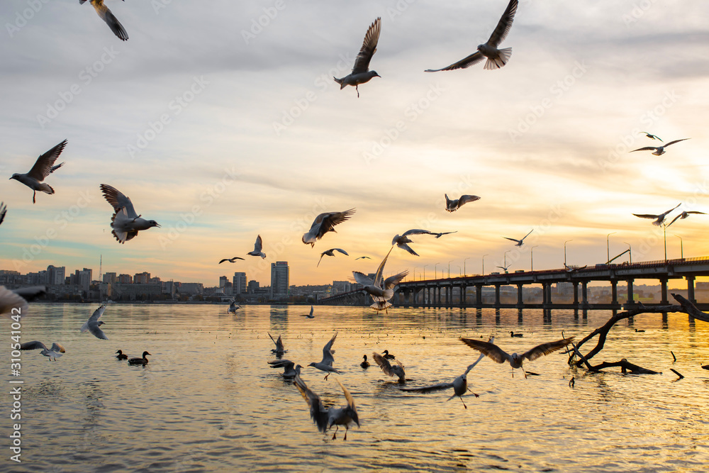 城市河岸上的一群海鸥。
