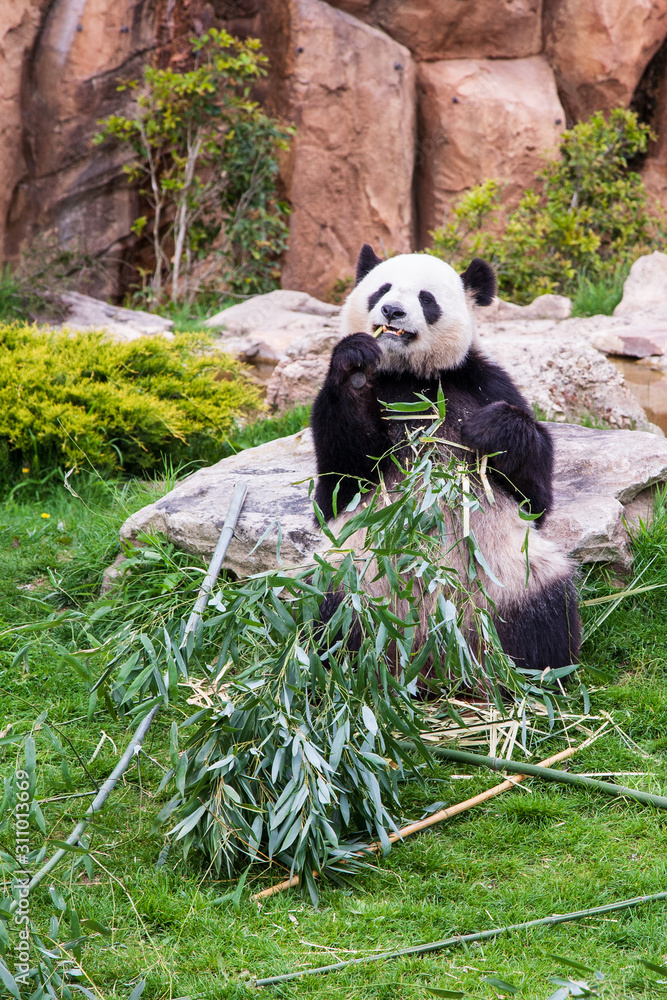 大熊猫坐着吃竹子