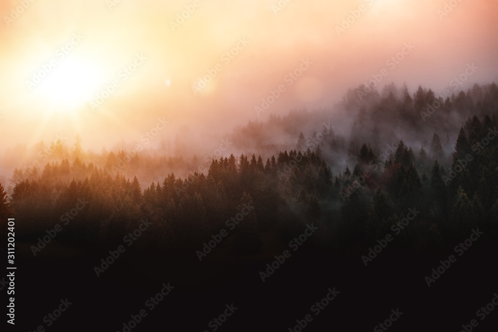 雾蒙蒙的穆迪森林景观