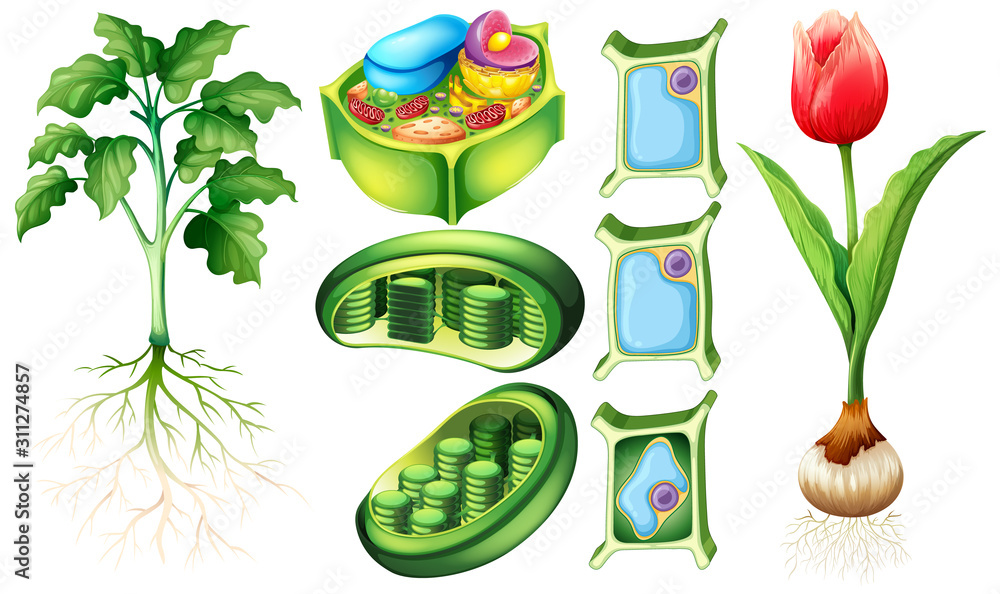 显示植物和植物细胞的图表