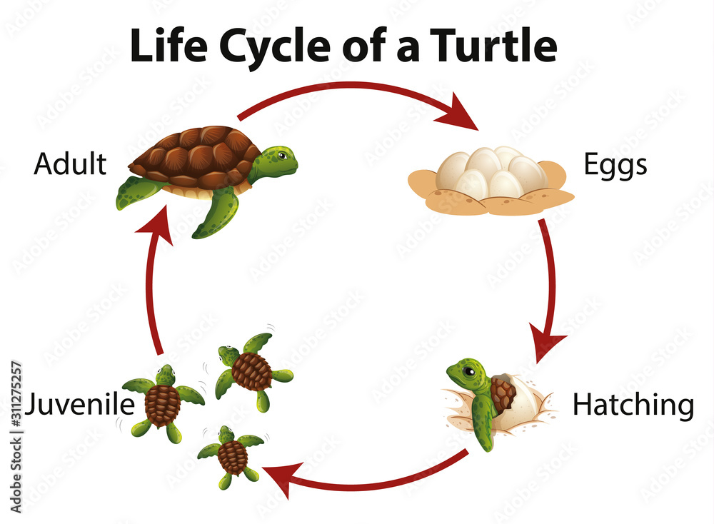 海龟生命周期示意图
