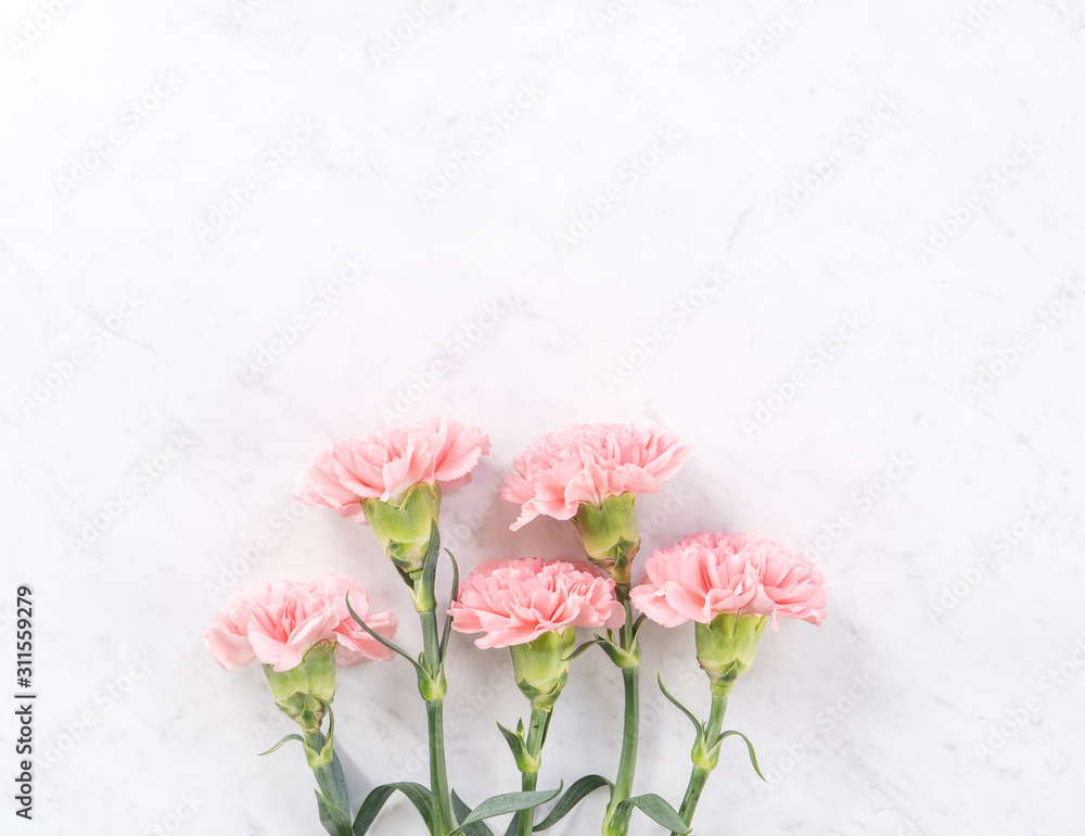 美丽优雅的粉红色康乃馨花，明亮的白色大理石桌子背景，Mothe的概念