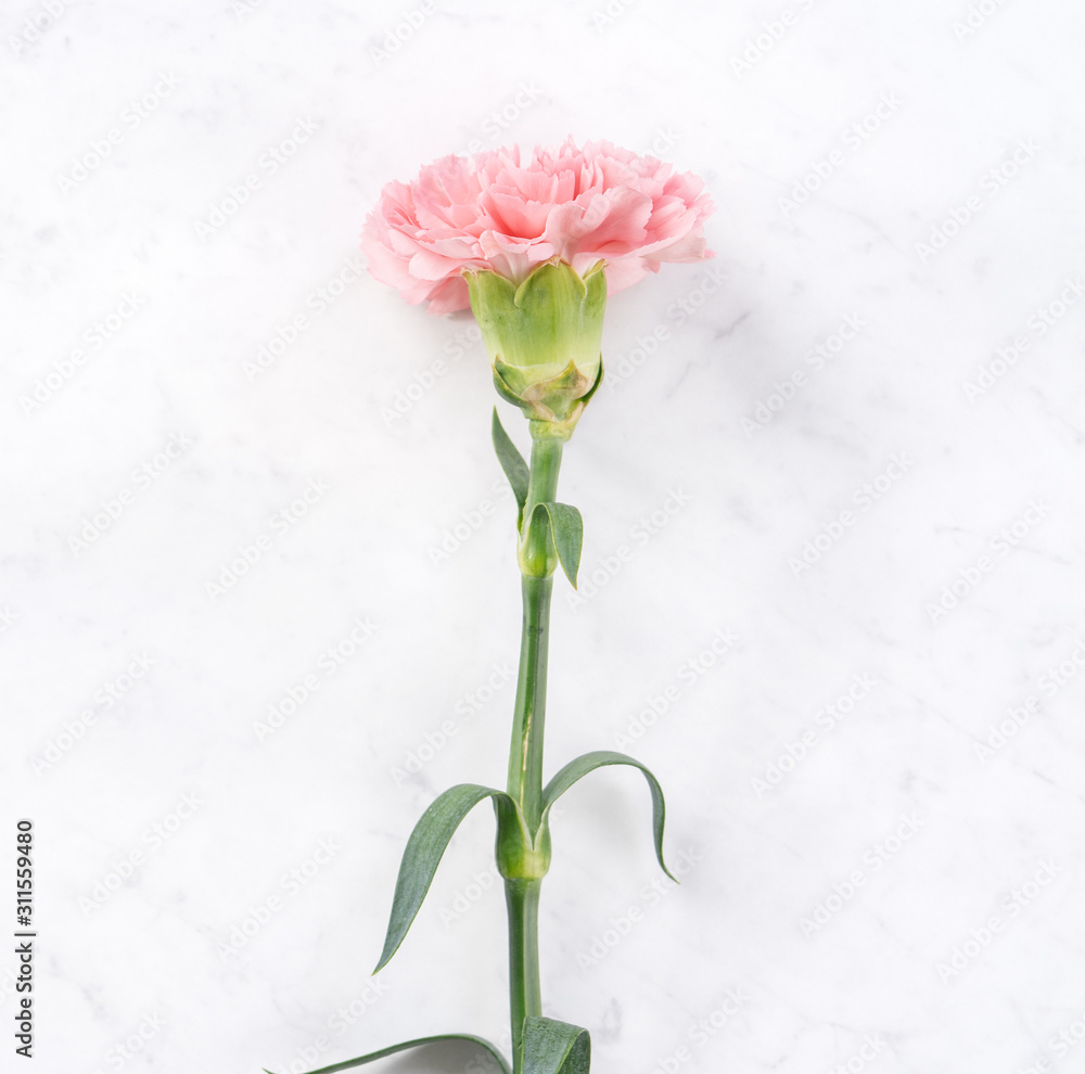 美丽优雅的粉色康乃馨花，明亮的白色大理石桌面背景，Mothe概念