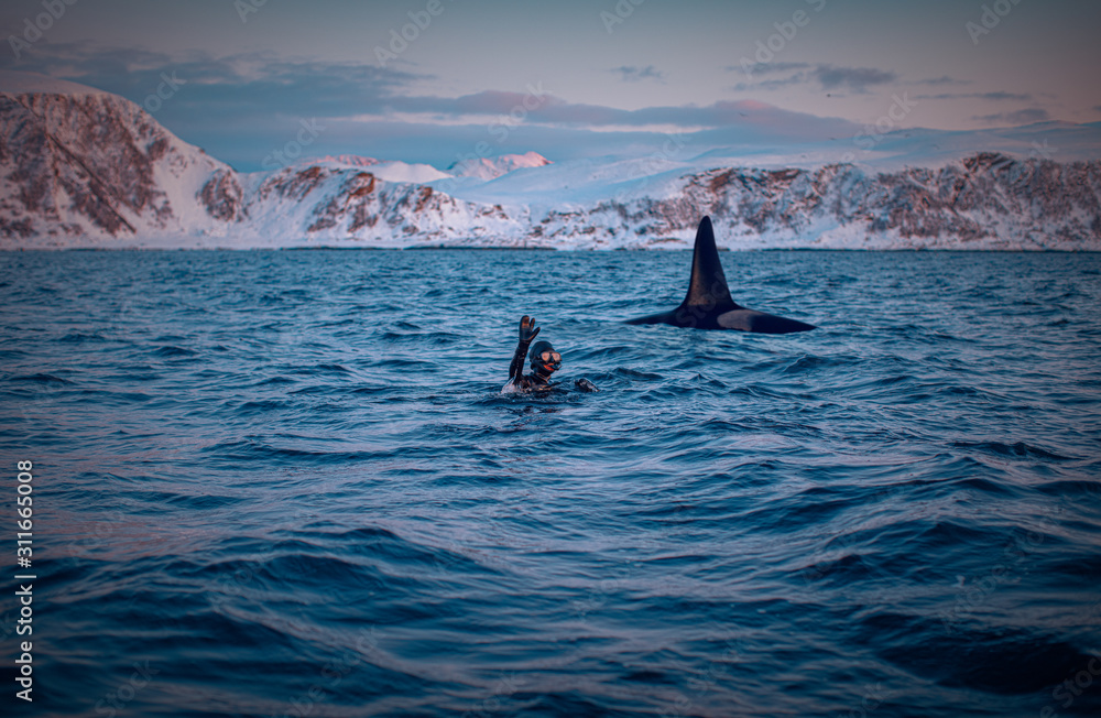 祝潜水员愉快，与虎鲸一起在日落的挪威峡湾水上游泳
