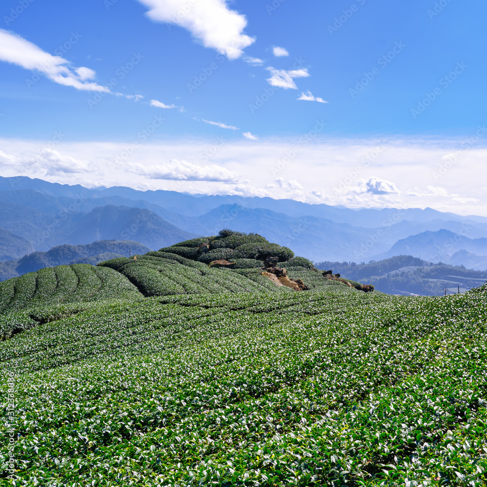 美丽的茶园排景与蓝天白云隔绝，茶产品的设计理念