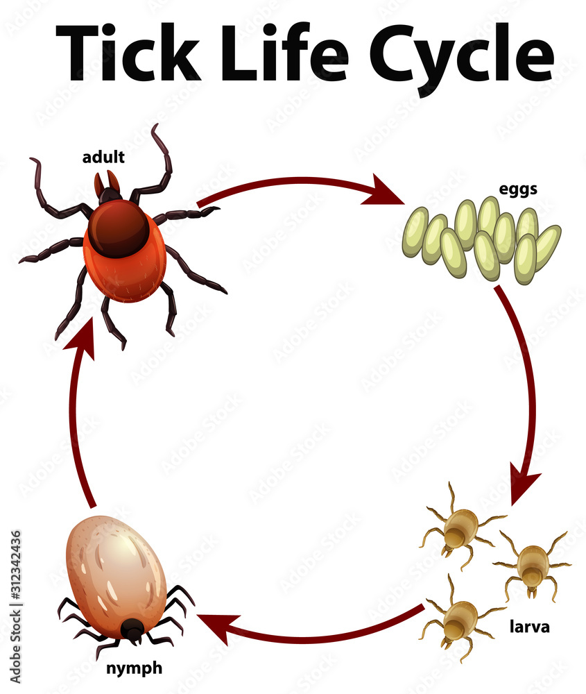 蜱虫生命周期示意图