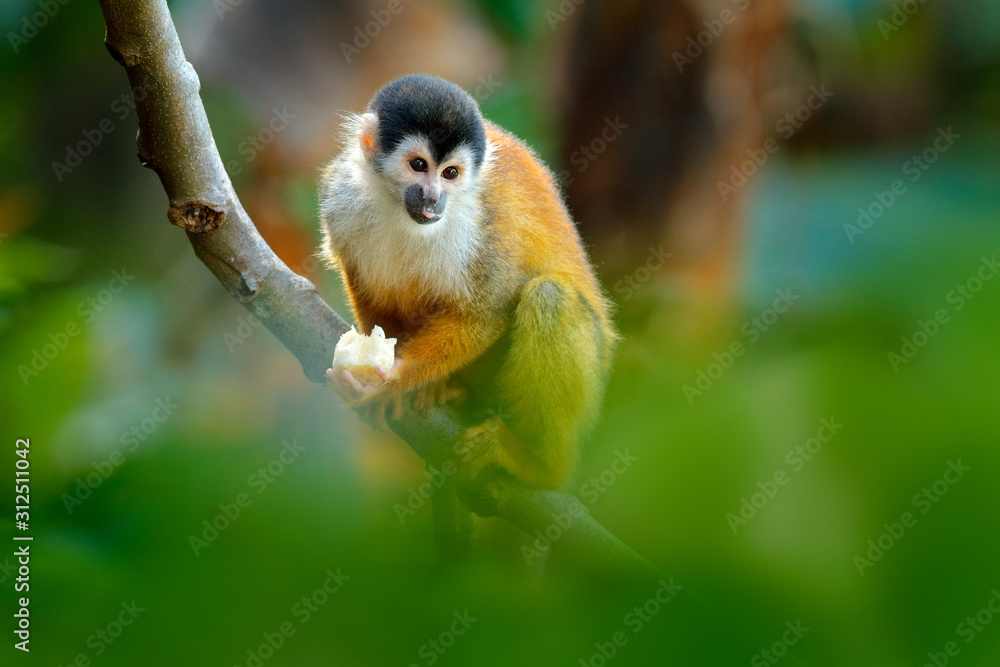 热带森林植被中的猴子。热带森林中的动物，长尾。松鼠猴，赛米里