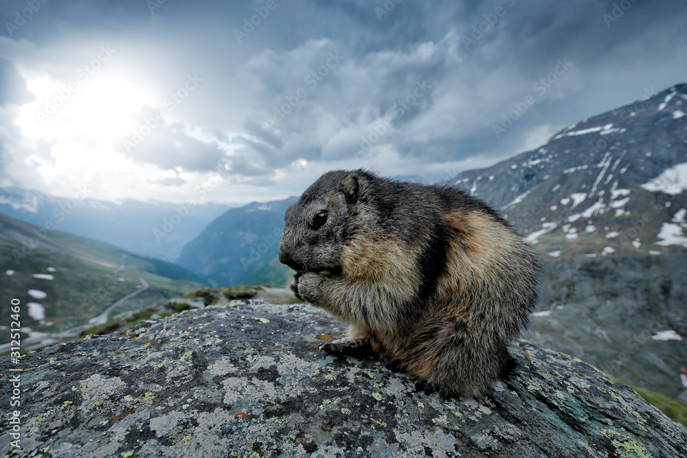 可爱的胖动物Marmot，坐在石头上，有自然岩石山栖息地，奥地利阿尔卑斯。Wildli