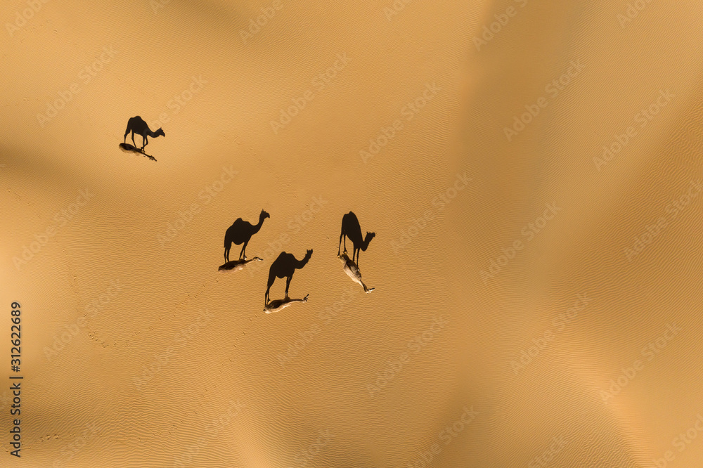 无人机俯瞰一群单峰骆驼在空旷的地区行走的阴影