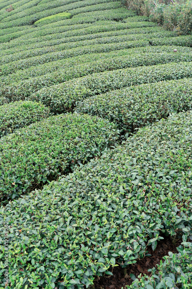 美丽的绿茶种植园，蓝天白云，清新茶的设计理念