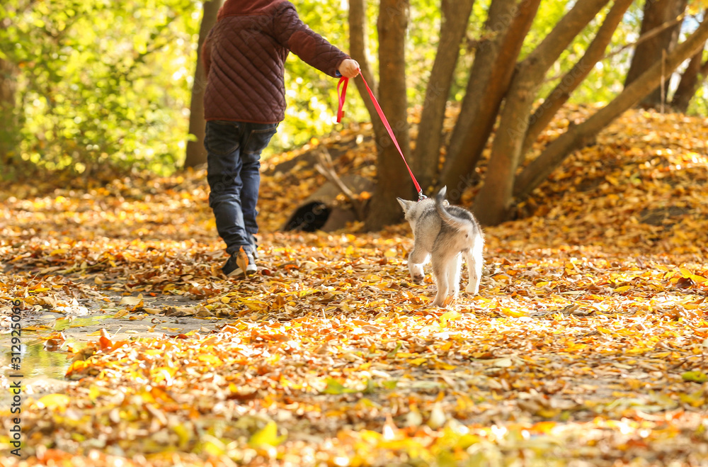 小男孩与可爱的哈士奇狗在秋季公园散步