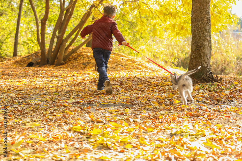 小男孩和可爱的哈士奇狗在秋天公园散步