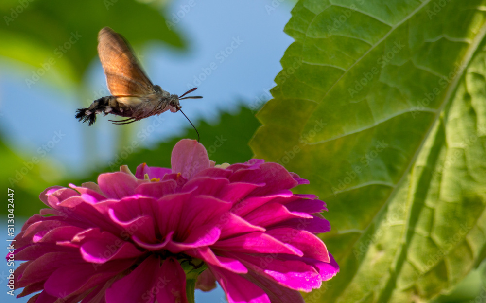 The hummingbird hawk-moth (Macroglossum stellatarum) is a species of moth. Itis distributed througho