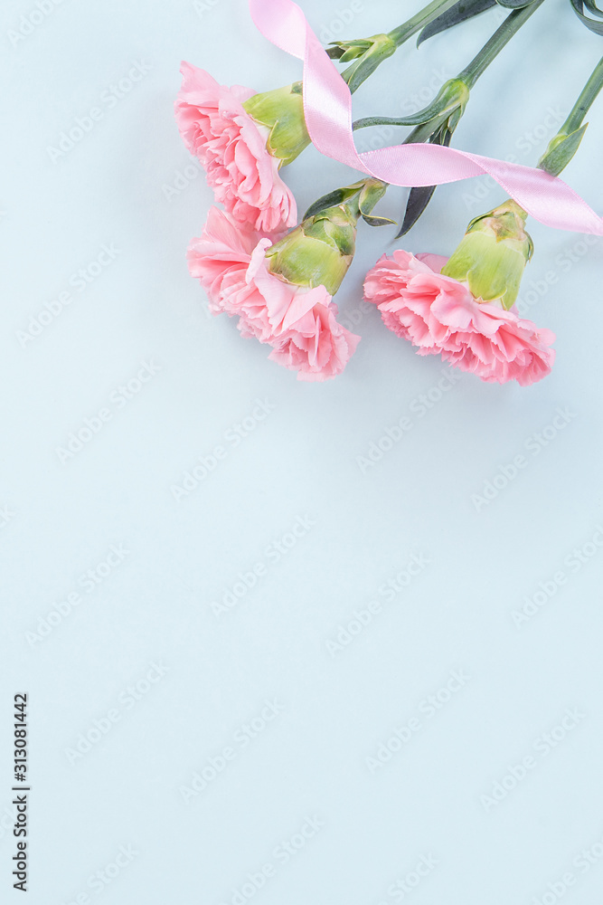 美丽优雅的粉红色康乃馨花，明亮的浅蓝色餐桌背景，母亲的概念