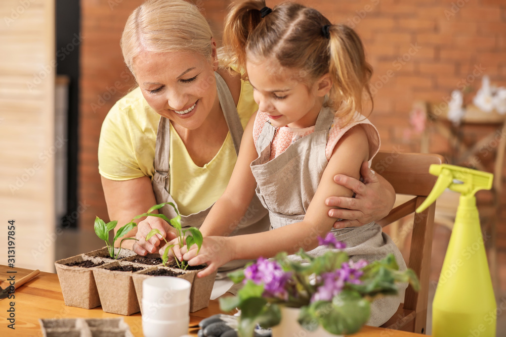 可爱的小女孩和奶奶在家里的花盆里摆放小植物