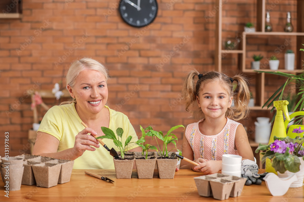 可爱的小女孩和奶奶在家里的花盆里摆放小植物