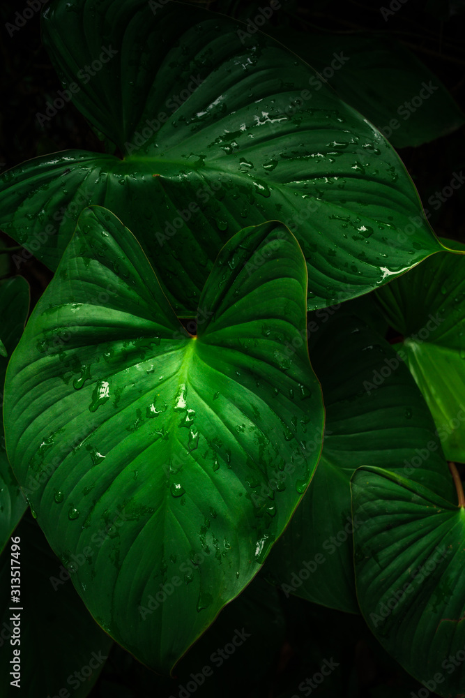 热带树叶，深绿色，雨水滴落纹理，抽象自然背景