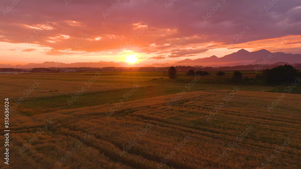 空中飞行：在一个美丽的夏夜，飞越郁郁葱葱的麦田。