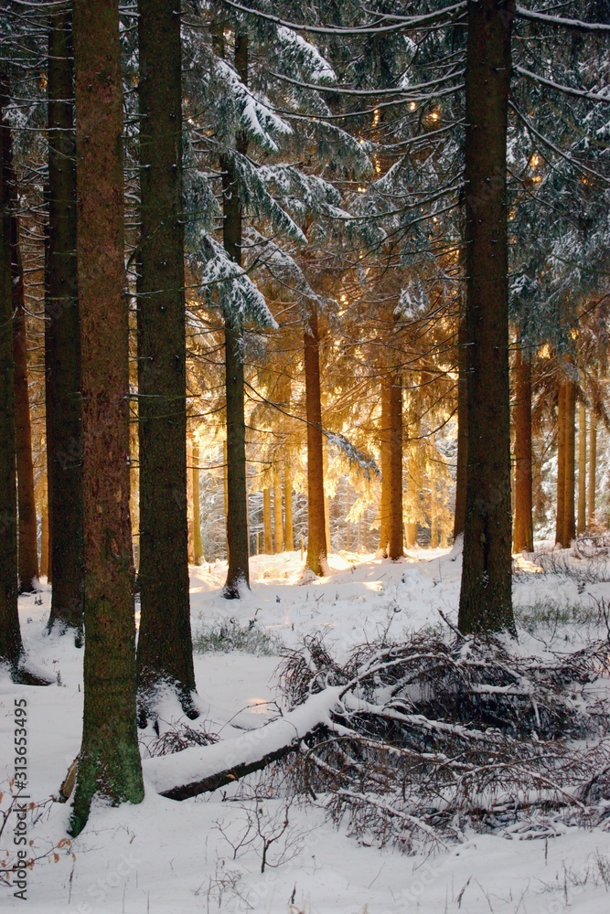 美丽的冬季森林，日落时分阳光明媚。