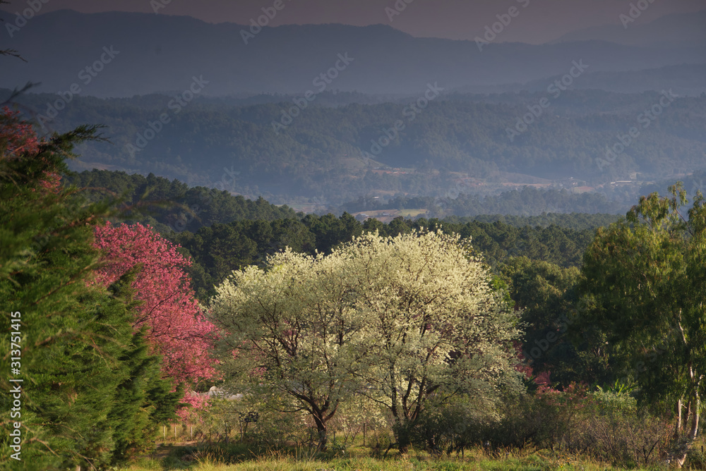 山谷中的粉红色和白色野生喜马拉雅樱桃树