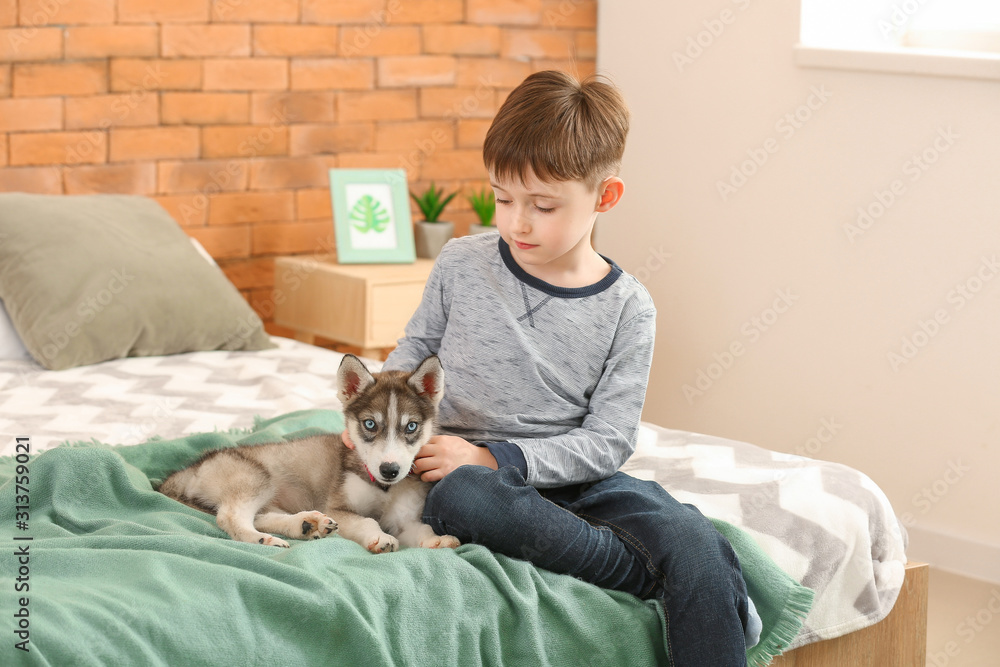 卧室里有一个小男孩和一只可爱的哈士奇小狗