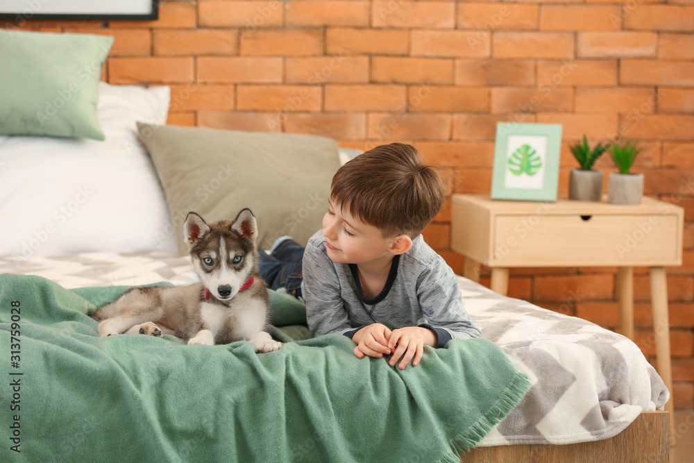 卧室里的小男孩和可爱的哈士奇小狗