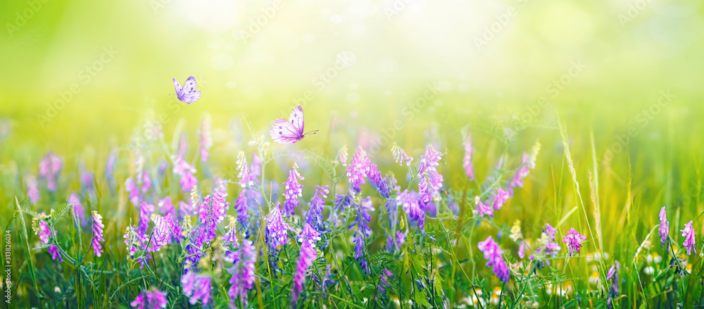 美丽温和的春夏自然背景。蝴蝶在野生f的草地上飞舞