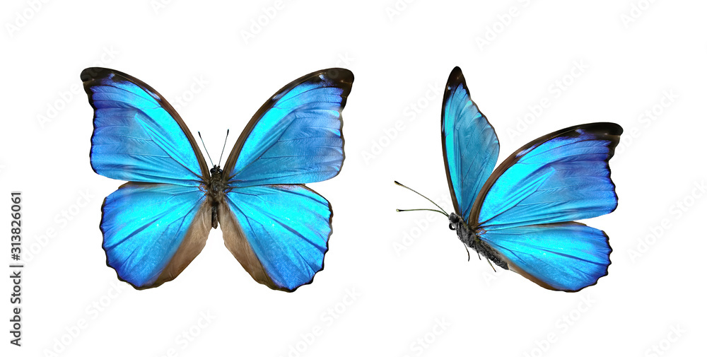 两只美丽的蓝色热带蝴蝶展开翅膀，在白色的背上隔离飞行