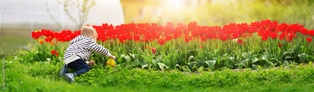 美丽的春日，一个小孩在花坛上的郁金香旁散步