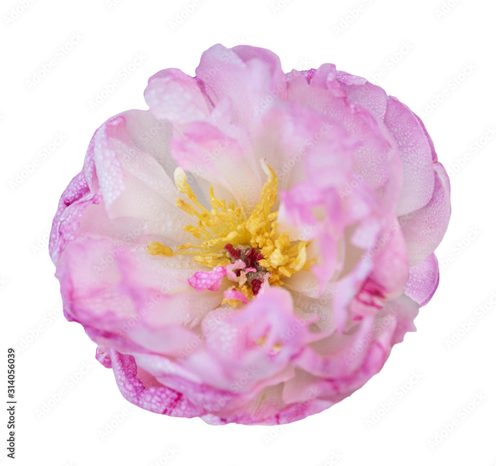 美丽的牡丹花，白色背景。粉红色花朵孤立。