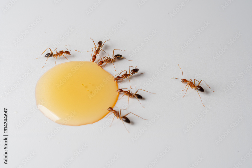 吃蜂蜜的蚂蚁大群体落在白色背景上